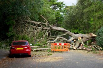 forest accident tree cutting