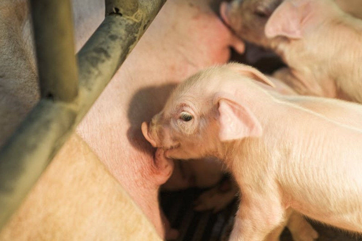 piglets on farm
