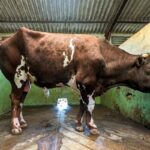 cowshed theft cattle