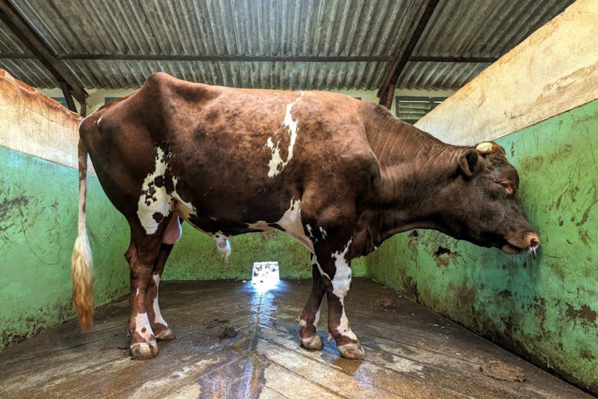 cowshed theft cattle