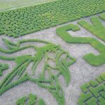 corn maze field