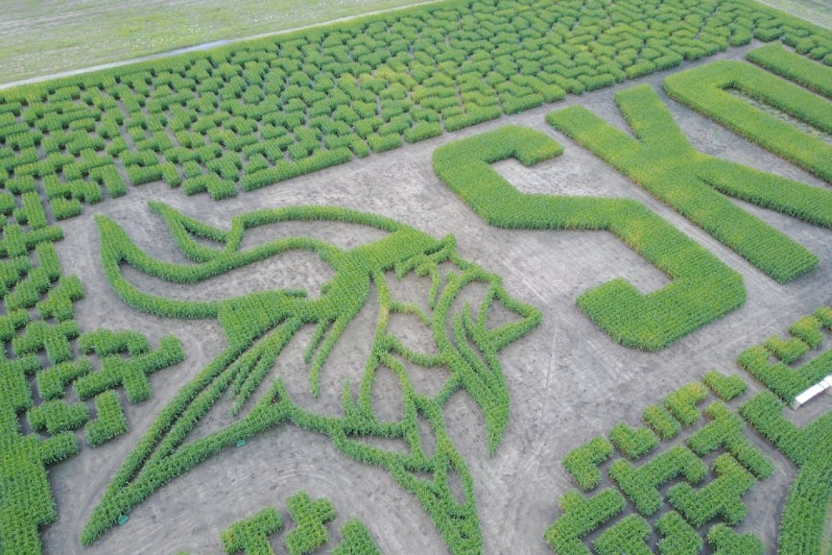 corn maze field