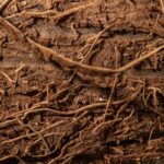 soybean root nodules bacteria