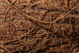 soybean root nodules bacteria