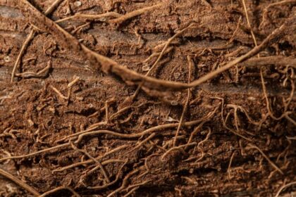 soybean root nodules bacteria