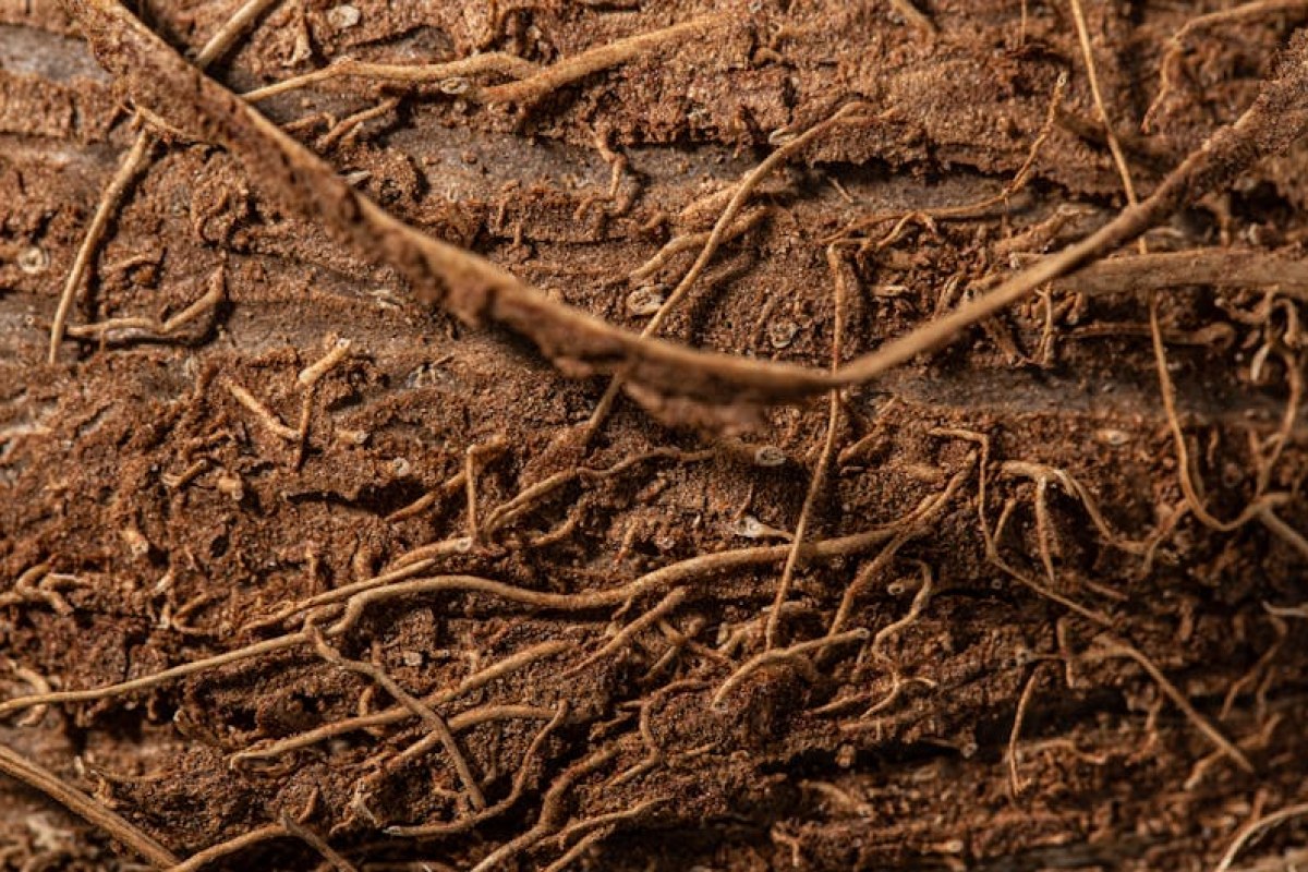 soybean root nodules bacteria