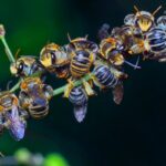 swarm of bees on branch