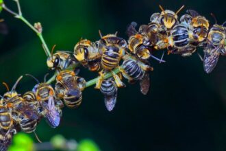 swarm of bees on branch