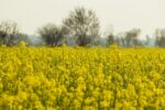 rapeseed field