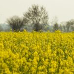 rapeseed field