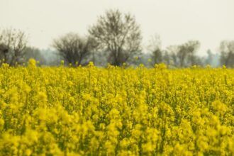 rapeseed field