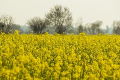 rapeseed field