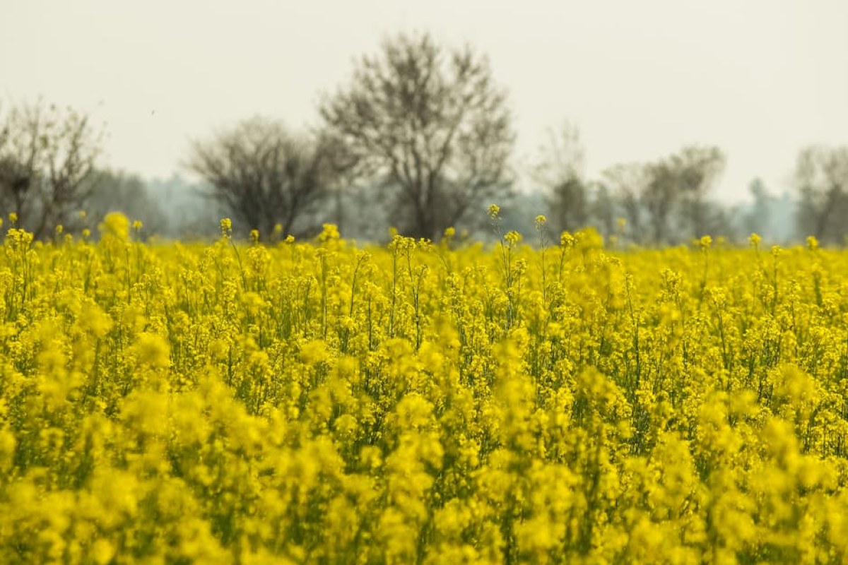 rapeseed field