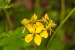celandine plant