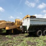 potato field harvest