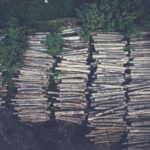 forest trees cut down