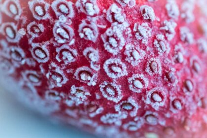 frozen strawberries Egypt