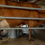 milk production farm