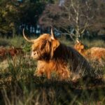 highland cattle in reserve