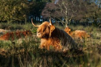 highland cattle in reserve