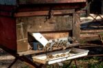 bee apiary nature