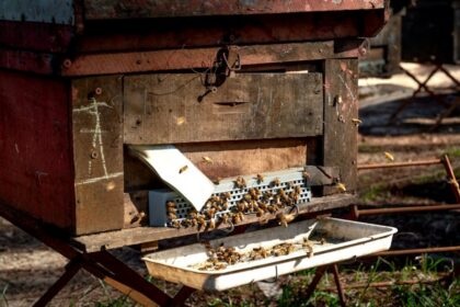 bee apiary nature