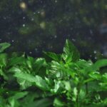 rain falling on plants