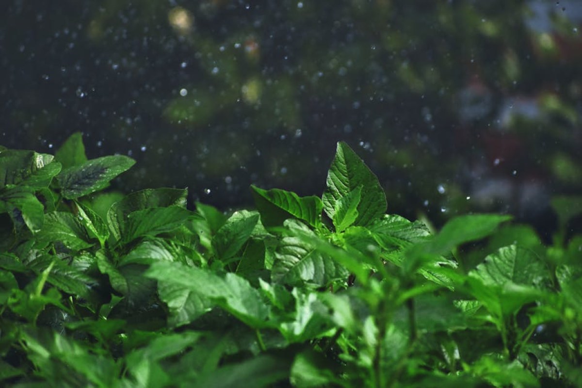 rain falling on plants