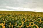 sunflower field