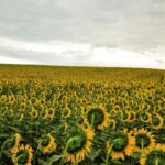 sunflower field