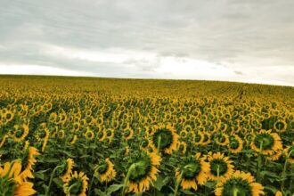 sunflower field
