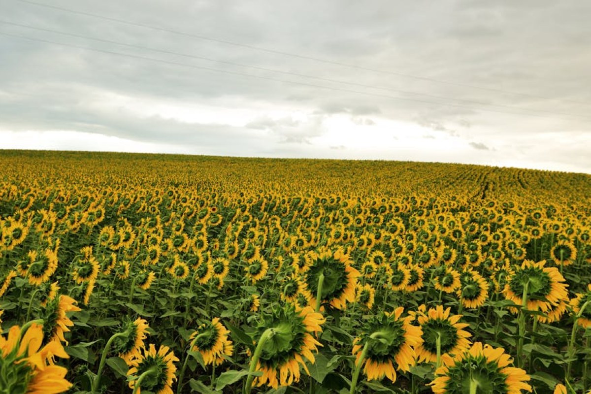 sunflower field