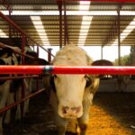 livestock farm inspection