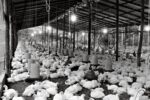 chicken farm