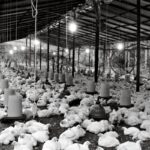 chicken farm