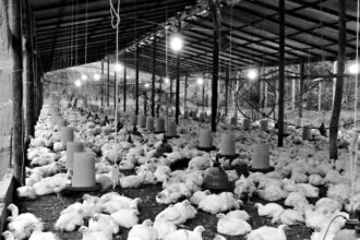 chicken farm
