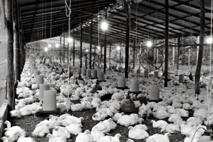 chicken farm