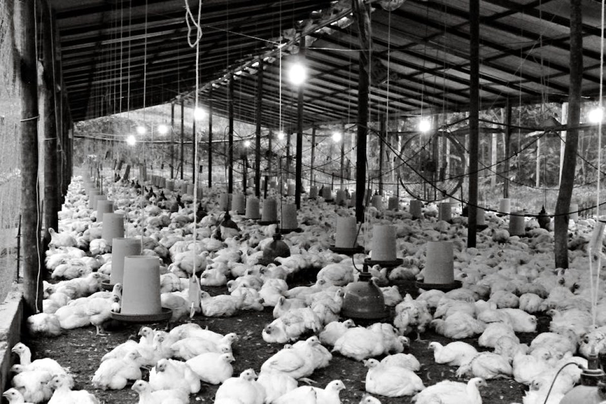 chicken farm