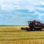 wheat field ukraine