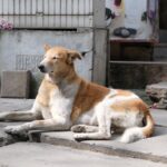 stray dogs attack India