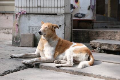 stray dogs attack India