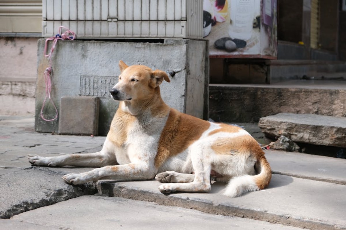 stray dogs attack India