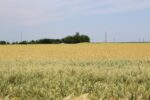 wheat field Ukraine
