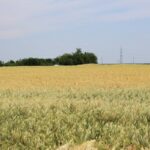 wheat field Ukraine