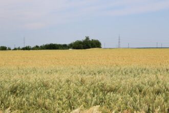 wheat field Ukraine