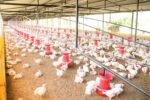 bird flu poultry farm