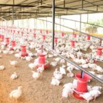 bird flu poultry farm