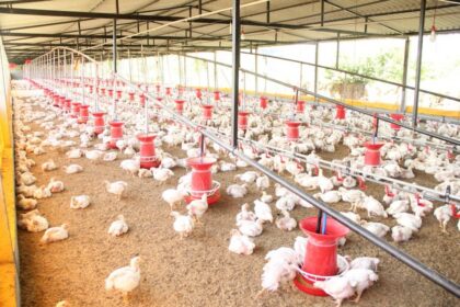 bird flu poultry farm