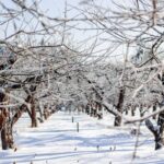 frost damage orchard