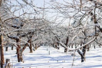 frost damage orchard